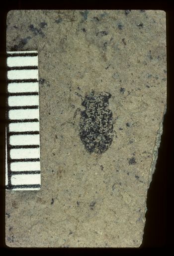 Media type: image;   Entomology PALE-2484 Aspect: full